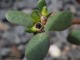   Fruit:   Portulaca oleacea ; Photo by South Australian Seed Conservation Centre, used with permission
